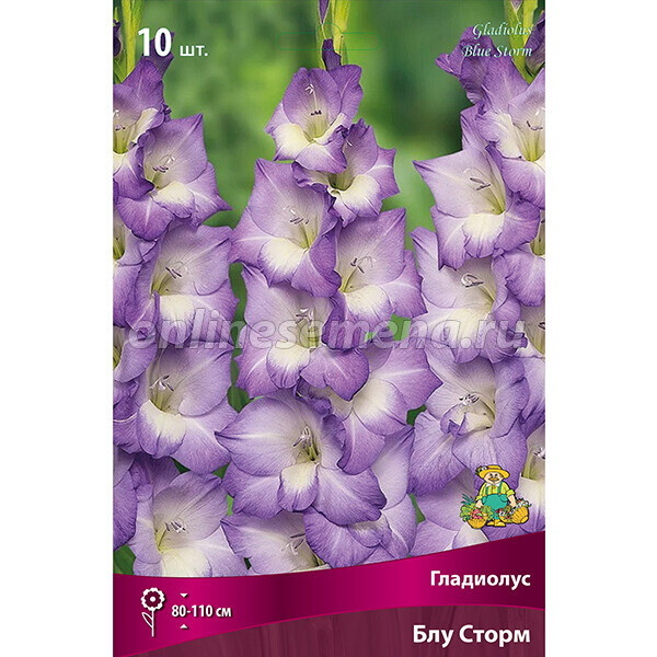 Гладиолус БЛУ СТОРМ 10шт. Поиск