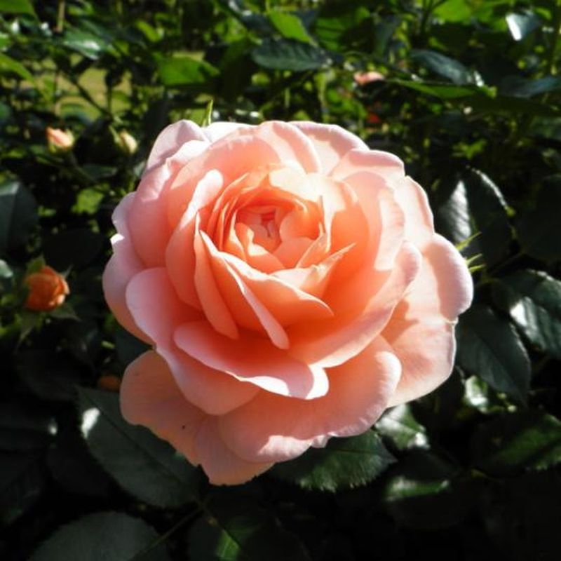 Роза флорибунда ГЕЙША Садовита