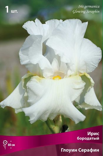Ирис бородатый ГЛОУИНГ СЕРАФИН (снежно-белый) 1шт. Поиск