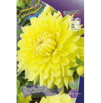 Георгина БИЛЬБАО декоративная 1шт. Поиск