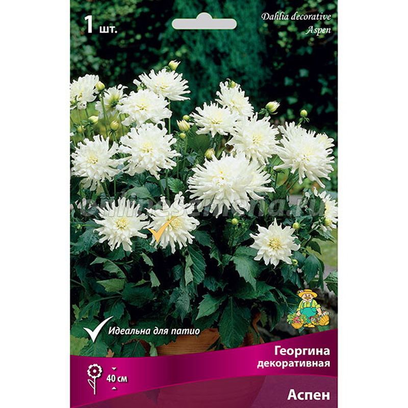 Георгина АСПЕН декоративная 1шт. Поиск