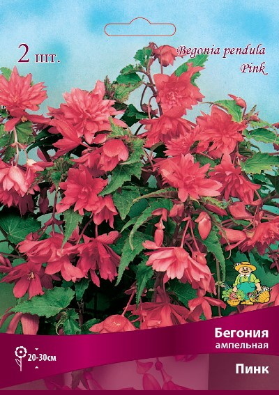 Бегония Ампельная ПИНК 1шт. Поиск