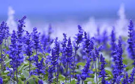 Шалфей НЕКТАР овощной 0,5гр. (Поиск)