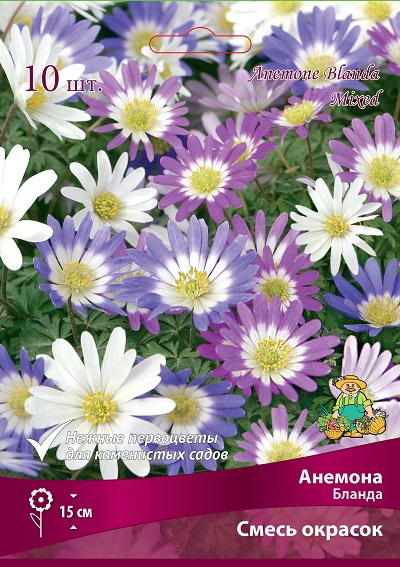 Анемона БЛАНДА Смесь окрасок 10шт. Поиск