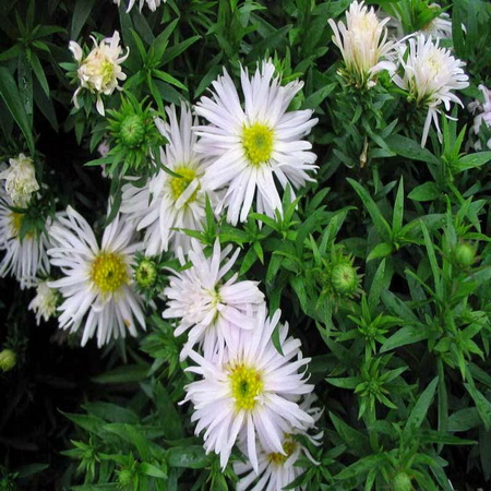 Астра кустарниковая АПОЛЛО (Поиск)