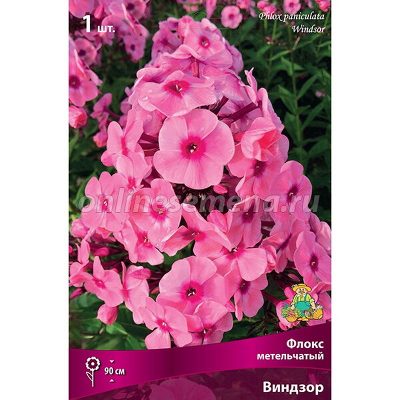 Флокс метельчатый ВИНДЗОР Поиск