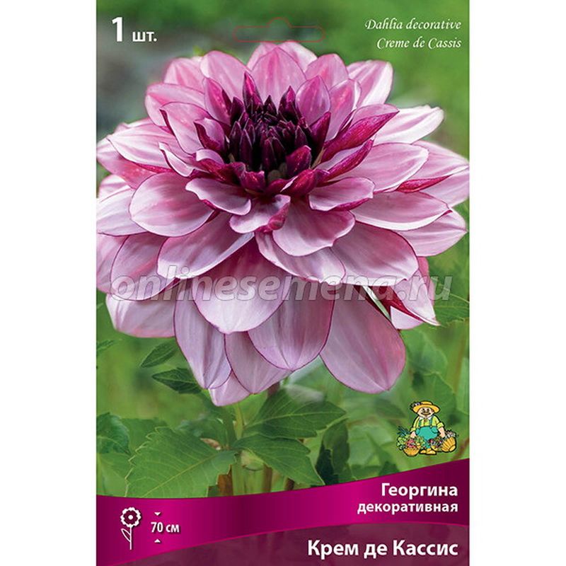 Георгина КРЕМ ДЕ КАССИС декоративная 1шт. Поиск