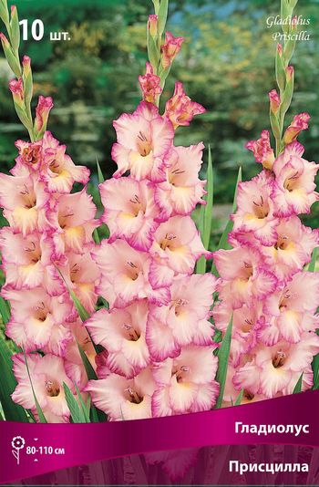 Гладиолус ПРИСЦИЛЛА (кремово-розовый с малиновым краем) 10шт. Поиск