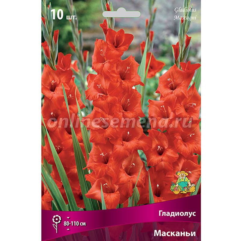 Гладиолус МАСКАНЬИ 10шт. Поиск