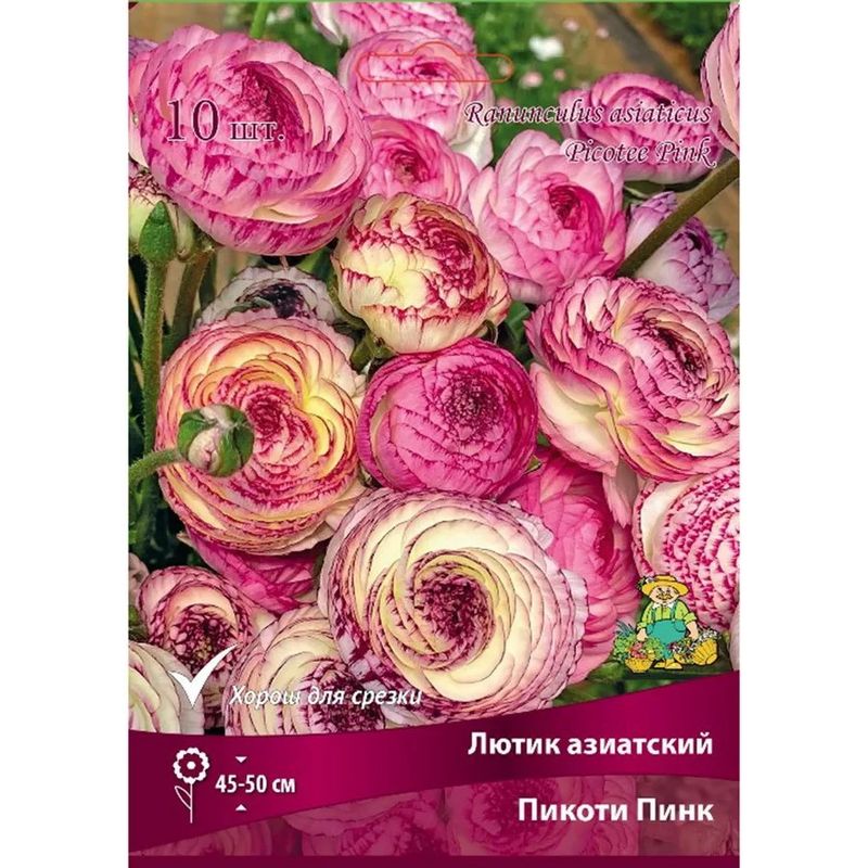 Лютик азиатский ПИКОТИ ПИНК 10шт. Поиск