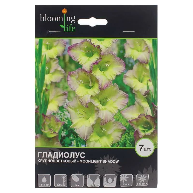 Гладиолус МУНЛАЙТ ШЭДОУ 5шт. Поиск