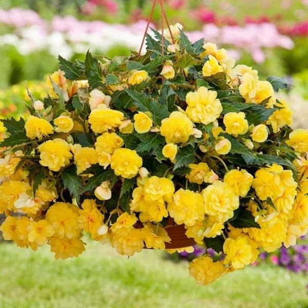 Бегония Каскад ОДОРОСА ЙЕЛЛОУ ФЛЕЙМ 2шт. Поиск