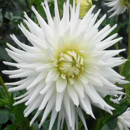 Георгина МАЙ ЛАВ полукактусовая 1шт. Поиск