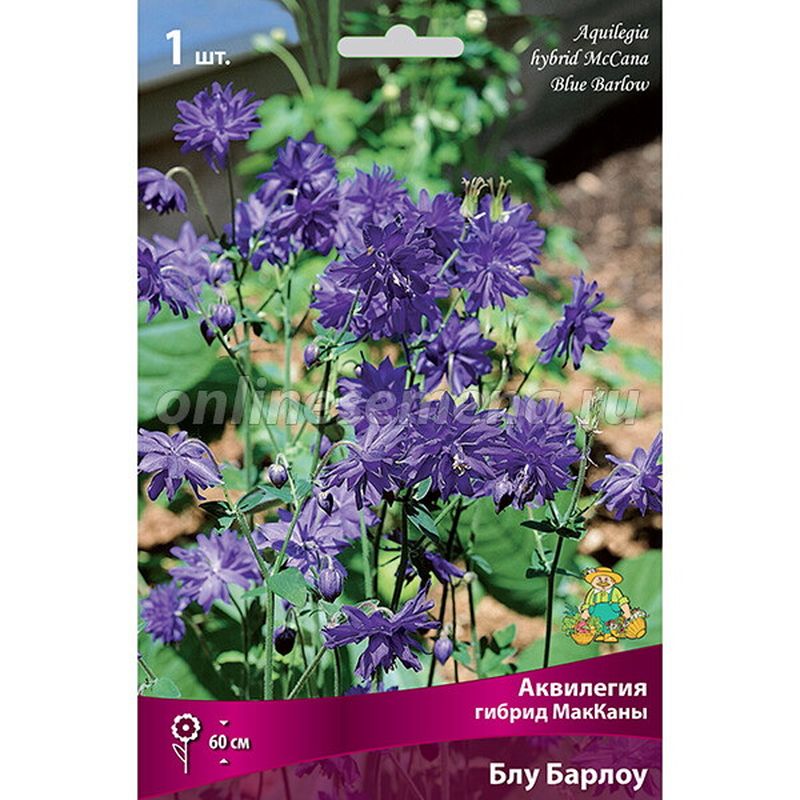 Аквилегия МАККАНЫ БЛУ БАРЛОУ гибрид Поиск