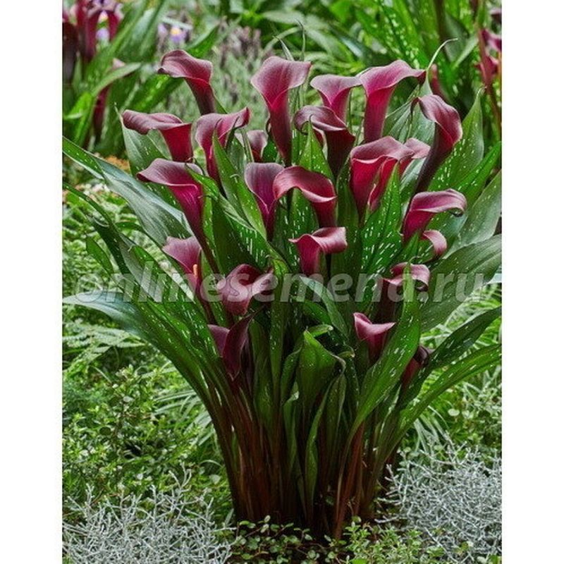 Калла МАКАО 2шт. Поиск