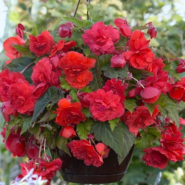 Бегония Каскад ОДОРОСА РЕД САНСЕТ 2шт. Поиск
