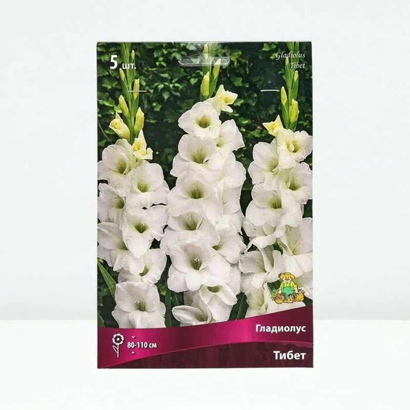 Гладиолус ТИБЕТ 5шт. Поиск