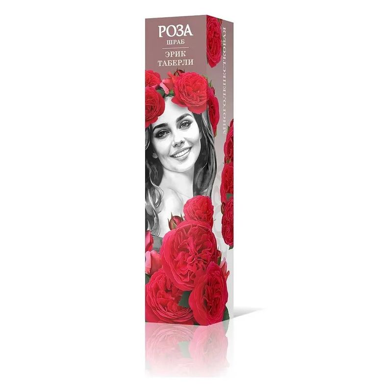 Роза шраб ЭРИК ТАБЕРЛИ Садовита