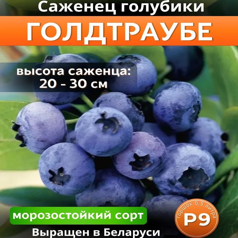 Голубика высокорослая ГОЛДТРАУБЕ (Поиск)