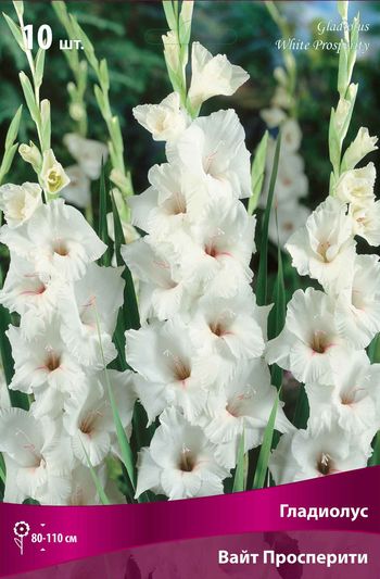Гладиолус ВАЙТ ПРОСПЕРИТИ (чисто-белый, слегка гофрированный) 10шт. Поиск