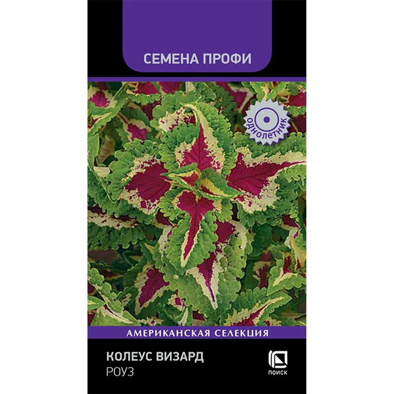 Колеус ВИЗАРД РОУЗ 10шт. (Поиск)