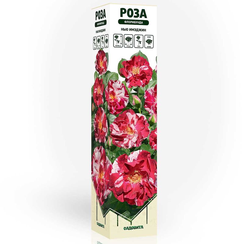 Роза флорибунда НЬЮ ИМЭДЖИН Садовита
