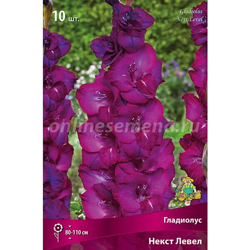 Гладиолус НЕКСТ ЛЕВЕЛ 10шт. Поиск