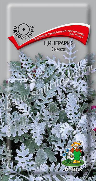 Цинерария СНЕЖОК 0,1гр. (Поиск)