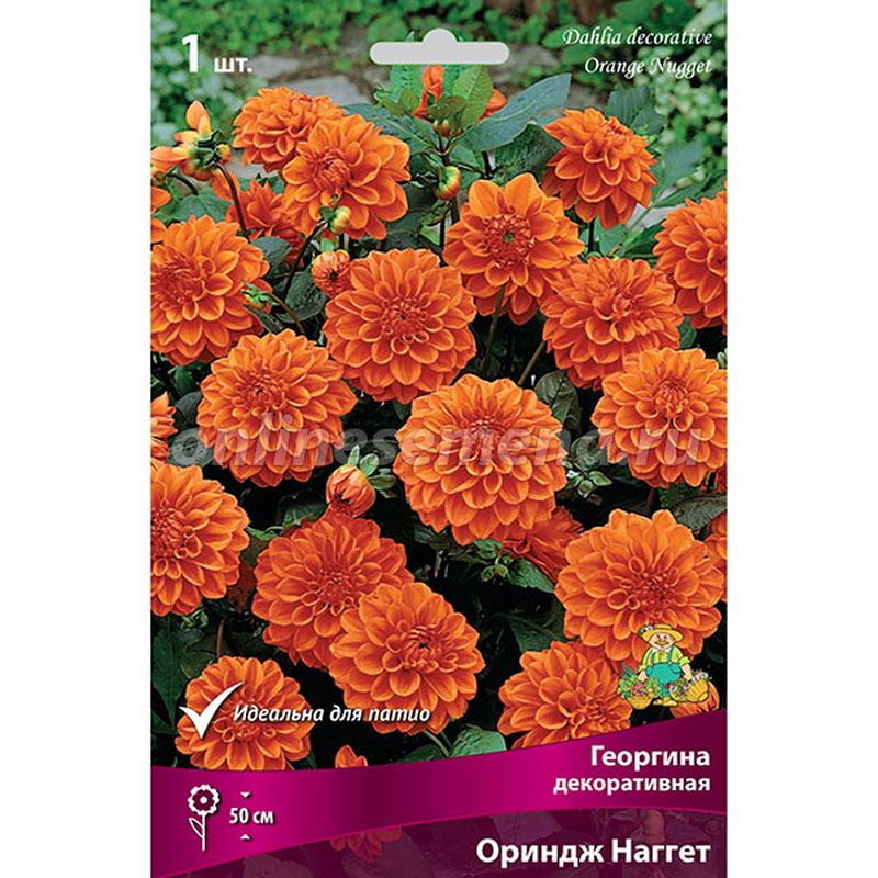 Георгина ОРИНДЖ НАГГЕТ декоративная 1шт. Поиск